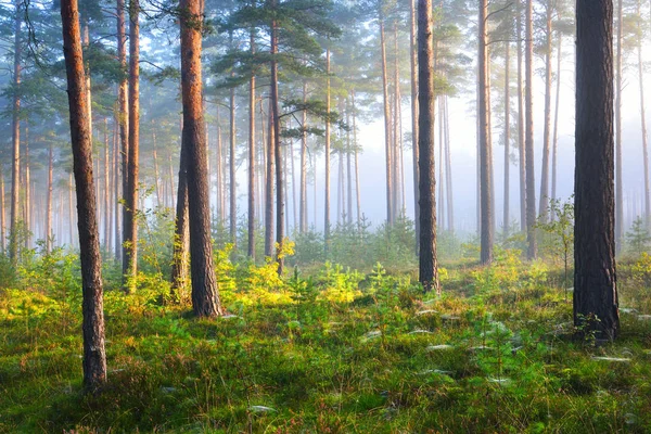 Nebliger Sonnenaufgang im Laubwald — Stockfoto