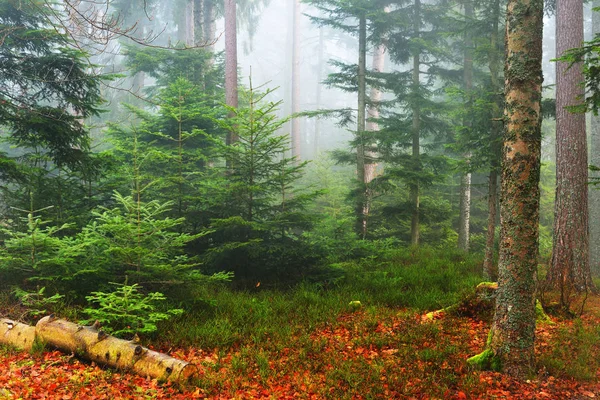 Una escena en un bosque de pinos brumosos — Foto de Stock