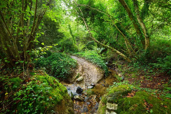 Small forest stream in a green hazel — Stock Photo, Image