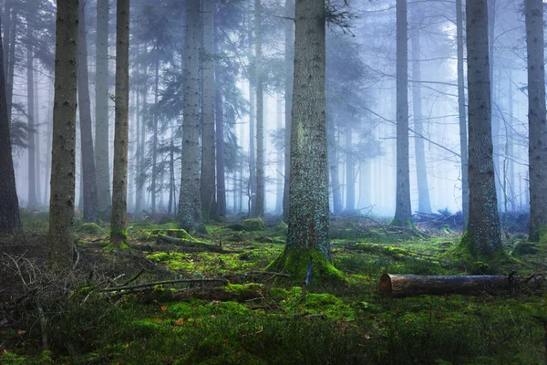 Floresta de pinheiros nebulosa escura com musgo — Fotografia de Stock