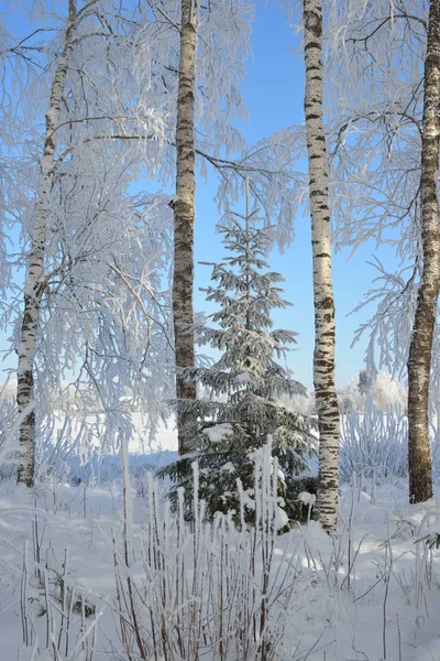 Birken und Tannen in Reim — Stockfoto