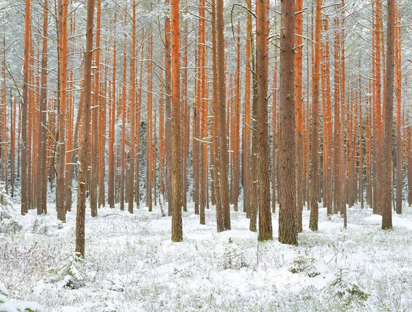 Snowcovered dennenbos in de winter — Stockfoto