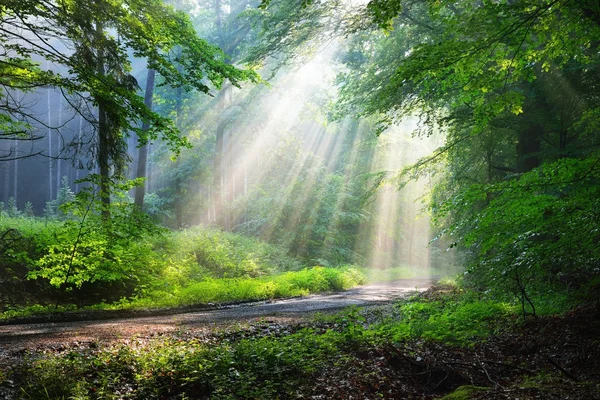 Camino del bosque con rayos de sol — Foto de Stock