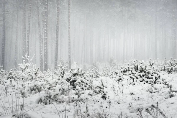 Winter wonderland in a snowy pine forest — Stock Photo, Image