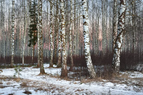 Kışın güzel beyaz huş ağacı orman 