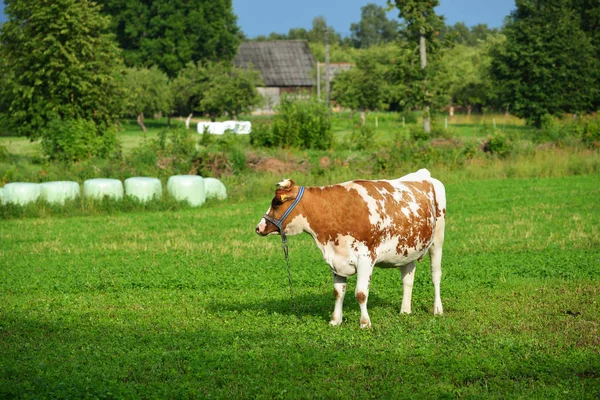 Cow standing in a green field against a forest — Stock Photo, Image