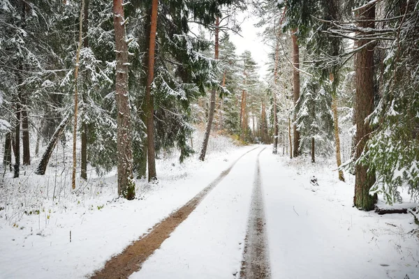 The first snow on a small forest road — Stock Photo, Image