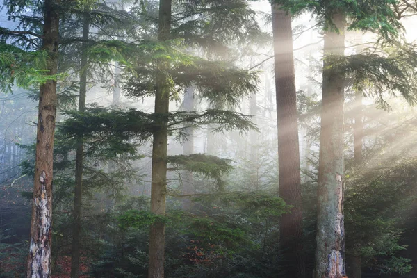 雾松树林 — 图库照片