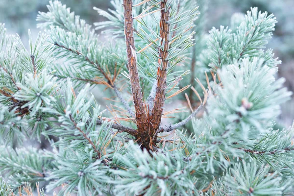 Plantes congelées en hiver avec la rime sur eux — Photo