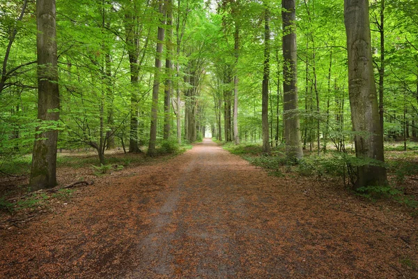 Passerella in una verde foresta di faggi primaverili — Foto Stock