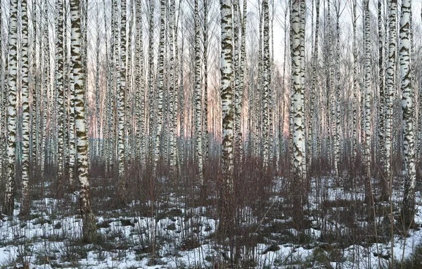 Hermoso bosque de abedul blanco en invierno — Foto de Stock