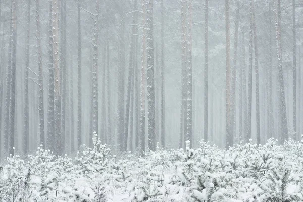 Kış harikalar diyarı karlı çam ormanı içinde — Stok fotoğraf