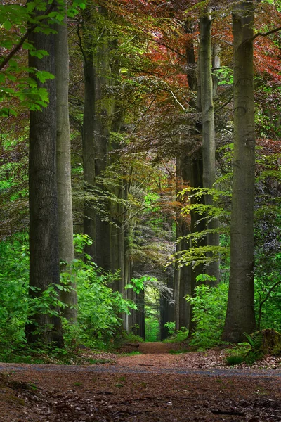 Passerella in una verde foresta di faggi primaverili — Foto Stock