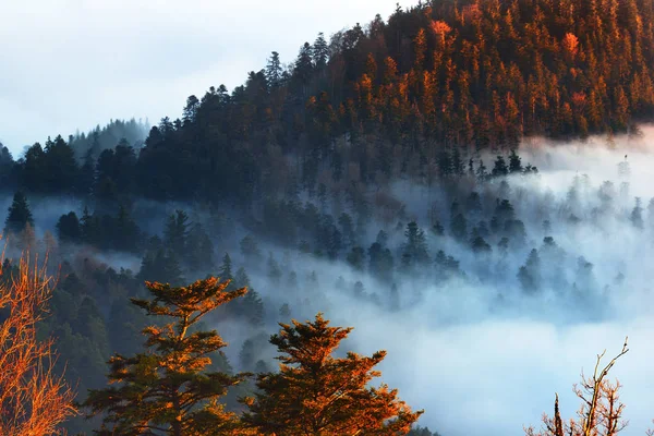 En vakker utsikt mot en solnedgang i fjellene fra skogen. – stockfoto