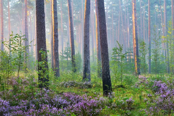 Amanecer brumoso en el hermoso bosque caducifolio —  Fotos de Stock