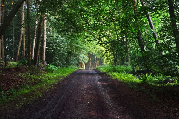 Estrada de cascalho em uma floresta nebulosa verde — Fotografia de Stock
