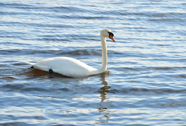 Cisne blanco nadando en el agua del lago — Foto de Stock