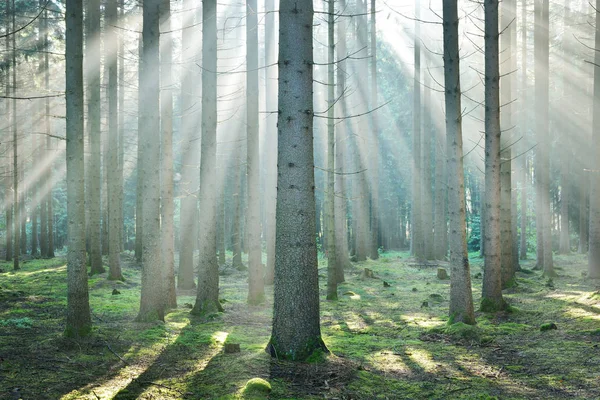 Raios solares em uma névoa em uma floresta enevoada — Fotografia de Stock