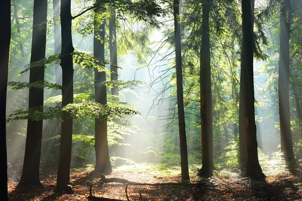 Rayos de sol en una niebla en un bosque brumoso —  Fotos de Stock