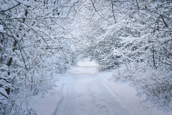 Estrada rural através de uma floresta decídua de inverno — Fotografia de Stock