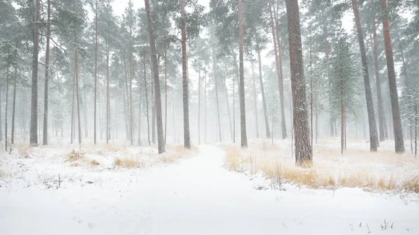 Pays des merveilles hivernales dans une pinède enneigée — Photo