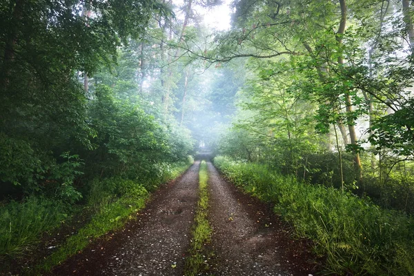Strada di ghiaia in una foresta nebbiosa nebbiosa — Foto Stock
