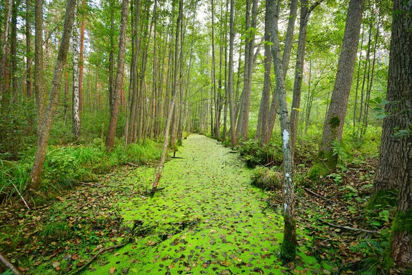 Erdő mocsári borított növények békalencse — Stock Fotó
