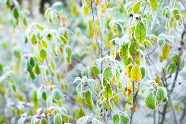 Fryst växter på vintern med rimfrosten på dem. — Stockfoto