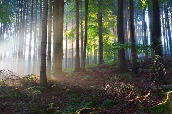 Raios solares em uma névoa em uma floresta enevoada — Fotografia de Stock