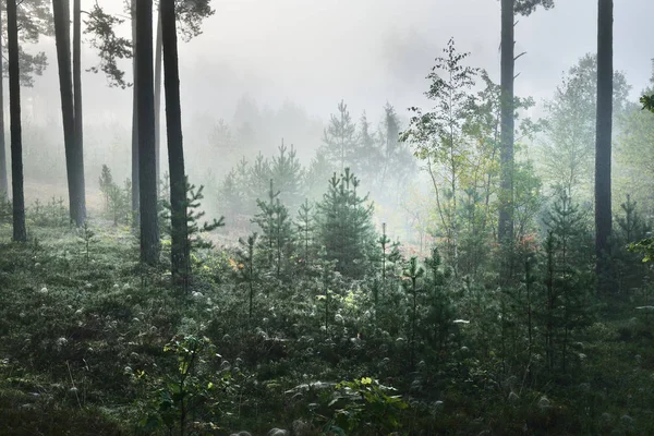 Mistige zonsopgang in de bladverliezende wouden — Stockfoto