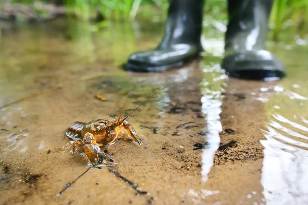 Amerikanischer Stachelbäckenkrebs in einem Waldfluss — Stockfoto