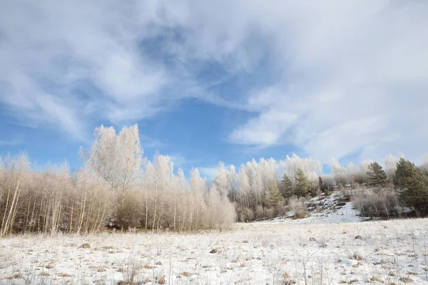 Birkenwald mit Schnee und Reif bedeckt — Stockfoto