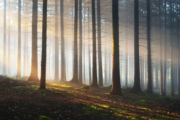 Raggi di sole in una foresta misteriosa nebbiosa — Foto Stock