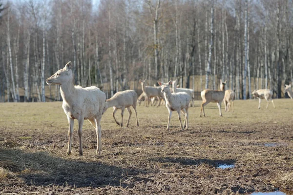 春の牧草地の上を歩いて鹿の群れ — ストック写真