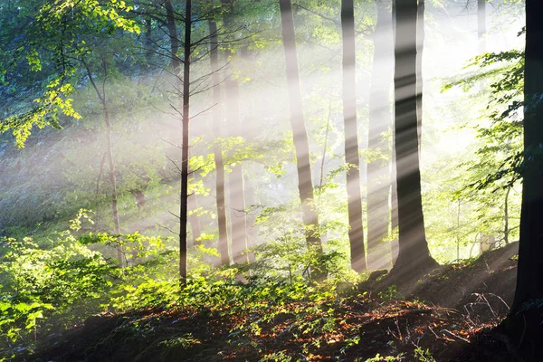 Sun rays in a fog in a misty forest — Stock Photo, Image