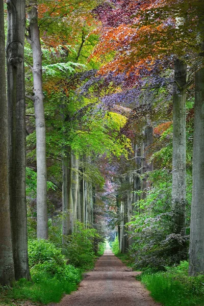 绿色的春天山毛榉森林的走道 — 图库照片