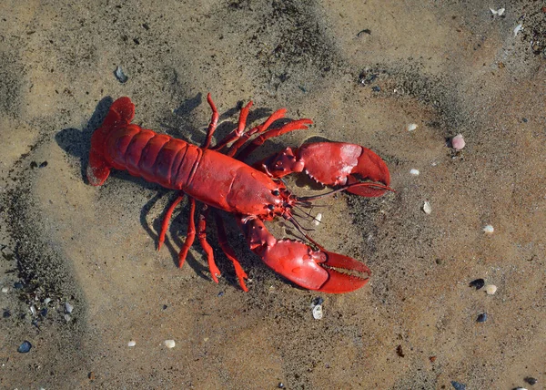 海滩上五颜六色的红色小龙虾玩具 — 图库照片