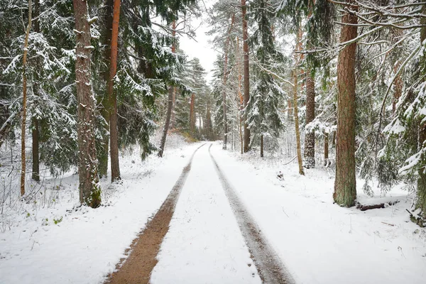 Den första snön på en liten skogsväg — Stockfoto