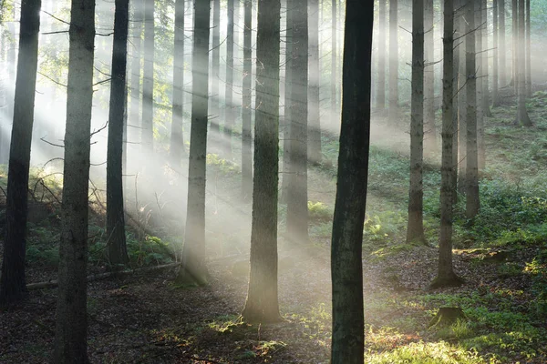 Güneş ışınları puslu bir ormandaki bir siste — Stok fotoğraf