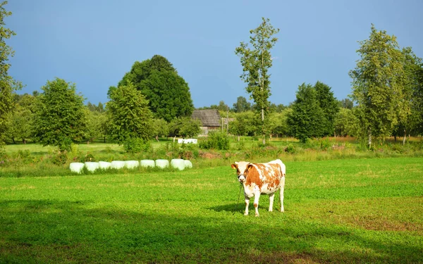 Koe staande in een groen gebied tegen een forest — Stockfoto