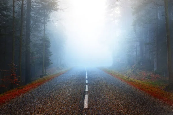 Route dans la forêt sombre de pins misterious — Photo