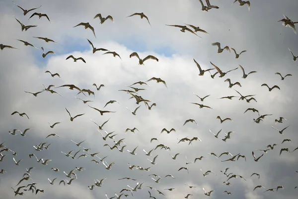 群在多云的天空中飞翔的海鸥 — 图库照片