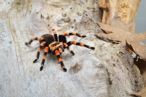 Birdeater tarantula spider Brachypelma smithi — 图库照片