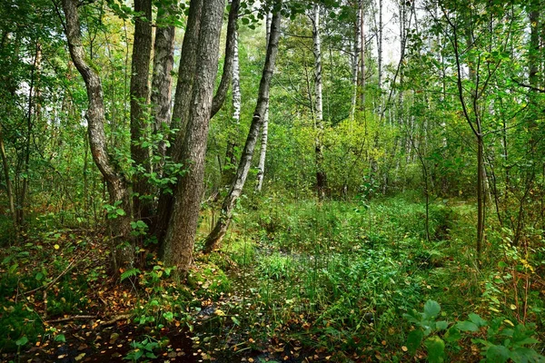 Forêt décidue du début de l'automne — Photo