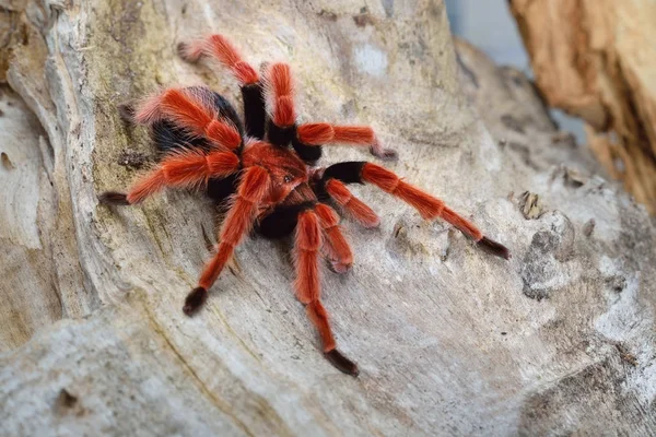 Birdeater tarantula spider Brachypelma smithi — ストック写真