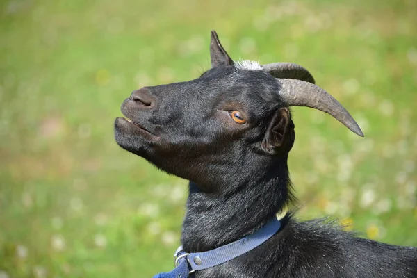 Black goat in blue collar