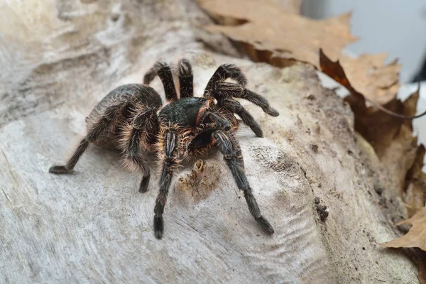 Birdeater curlyhair tarantula spider Brachypelma albopilosum