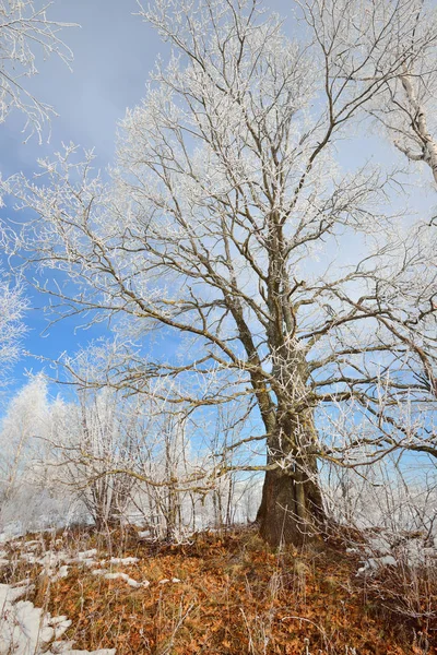 Eiche mit Schnee bedeckt — Stockfoto