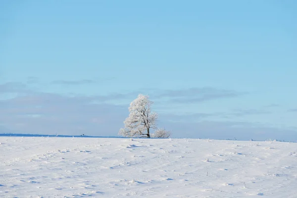 Snowcovered 冬季场橡木树 — 图库照片