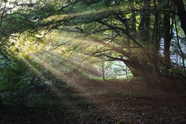 Ακτίνες του ήλιου σε μια ομίχλη σε ένα ομιχλώδες δάσος — Φωτογραφία Αρχείου